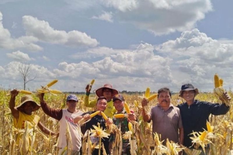 lahan food estate di kalteng