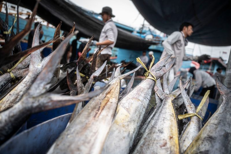 antarafoto-target-produksi-perikanan-nasional-230424-aaa-4 ikan