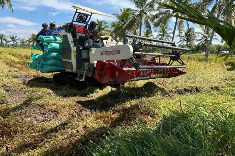 Panen Padi untuk Stok Beras