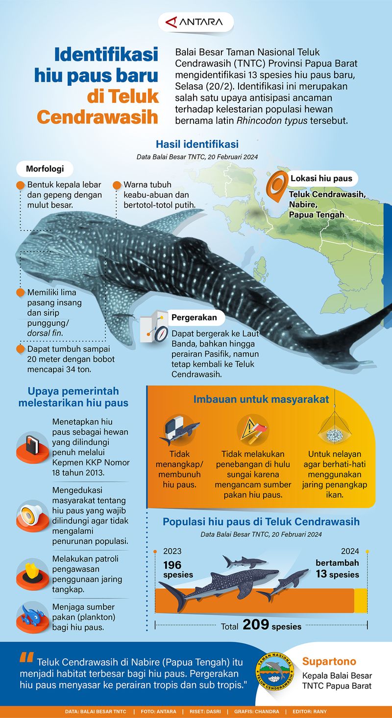 20240223-Identifikasi_hiu_paus_baru_di_Teluk_Cendrawasih