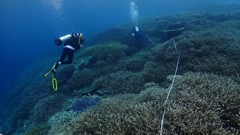 Fenomena pemutihan karang (coral bleaching