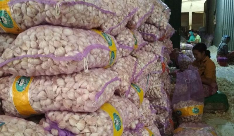 bawang-putih