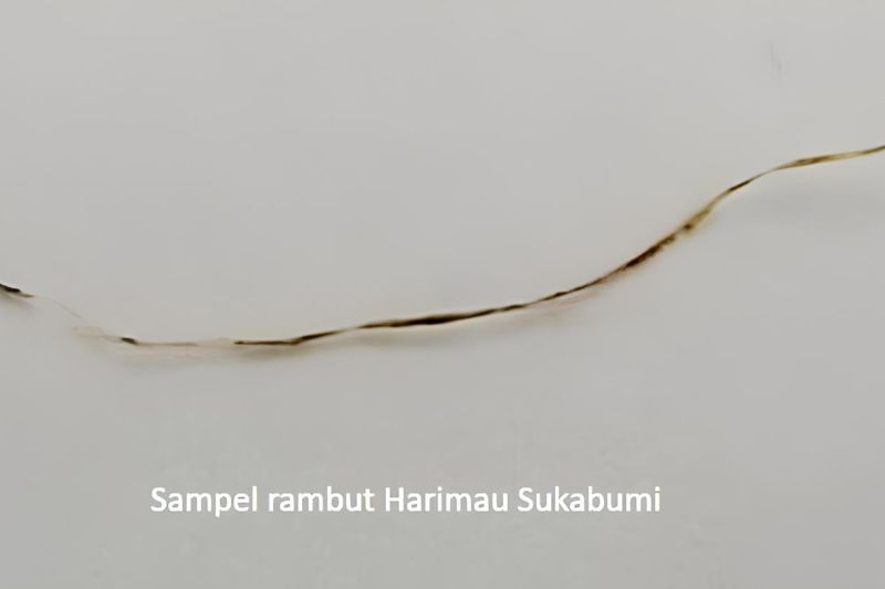 Helai Rambut yang diyakini milik Harimau Jawa