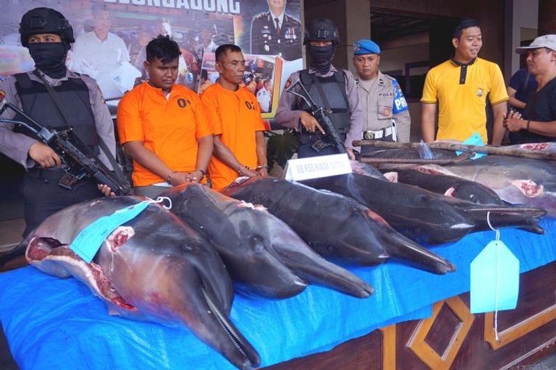 antarafoto-ungkap-perniagaan-satwa-lumba-lumba-tulungagung-21032020-ds-4