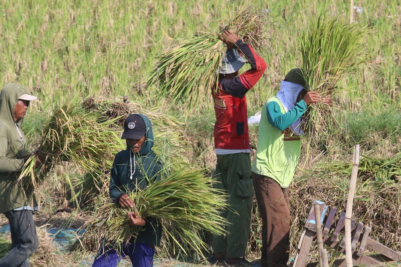 antarafoto-produksi beras nasional-30032024-pf-1
