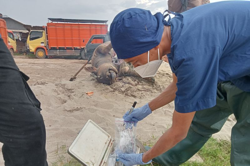 petugas memeriksa kerbau mati mendadak