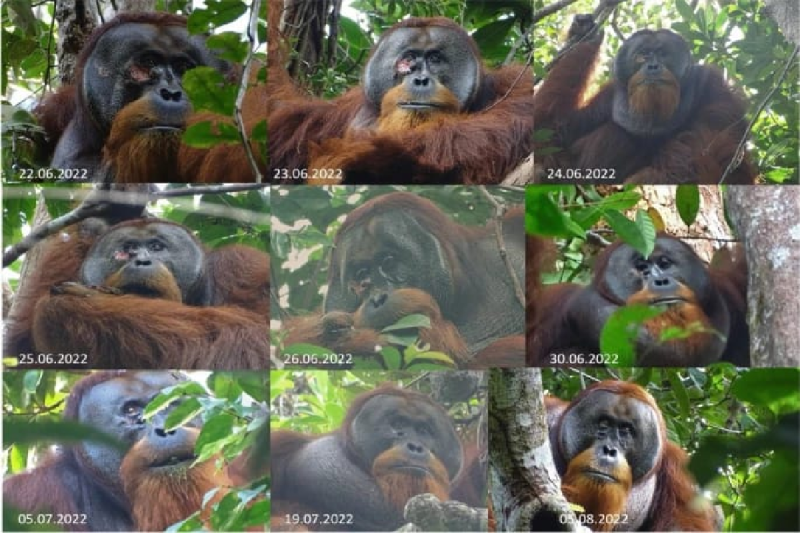 orangutan bernama rakus