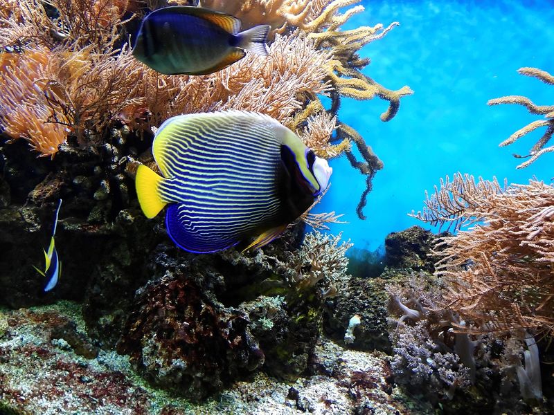 corals-1355479_1280