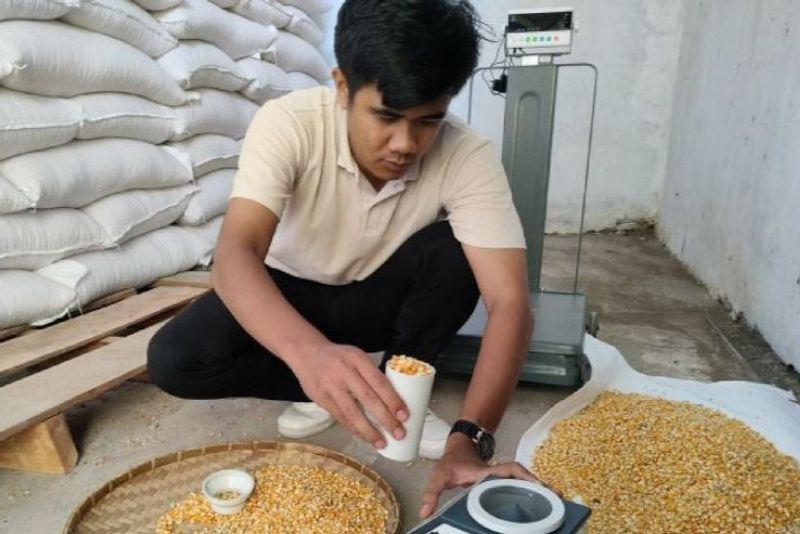 jagung-hasil-panen-petani-di-ntb