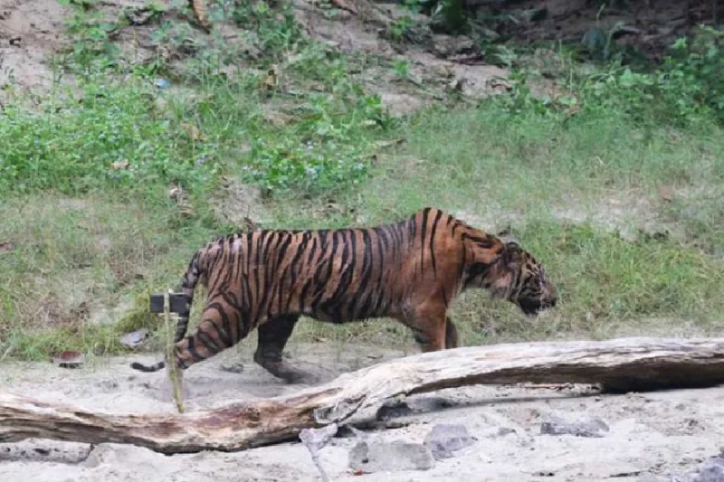 harimau_sumatra_lhokbe jpeg_876-t-584_1