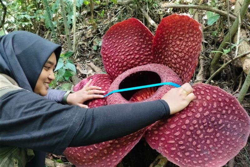 Rafflesia tuan-mudae