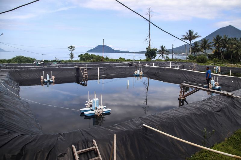 antarafoto-proyek-budidaya-udang-vaname-terbengkalai-di-halmahera-barat-3172024-