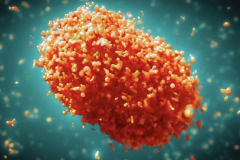 Virus cacar monyet (mpox).