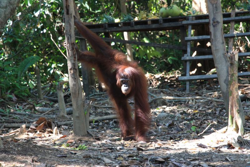 Individu orang utan di pusat rehabilitasi