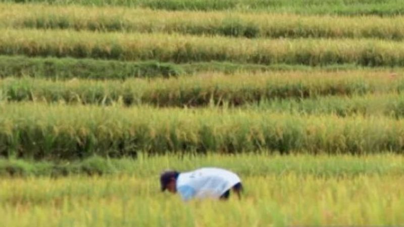 Ilustrasi areal sawah