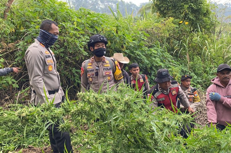 Petugas gabungan melakukan penyisiran untuk mencari tanaman ganja di lereng Gunung Semeru