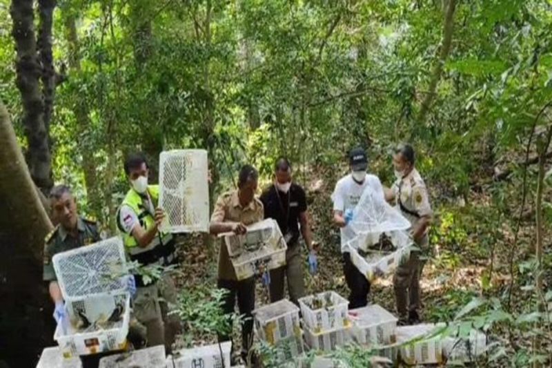 Petugas balai karantina saat melepas liarkan burung hasil sitaan di Gunung Rajabasa Lampung Selatan