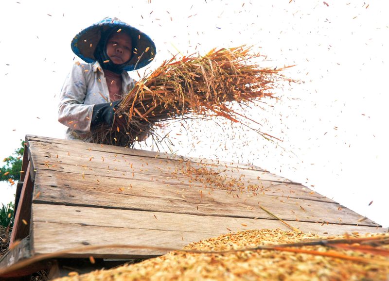 antarafoto-harga-gabah-kering-petani-lampung-031024-ard-1