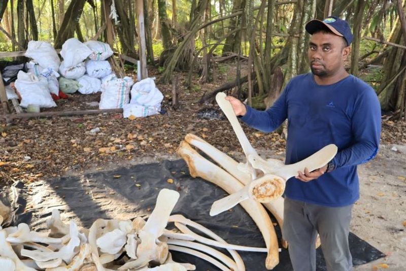 Yuwanda Ilham saat menunjukkan tulang-tulang paus