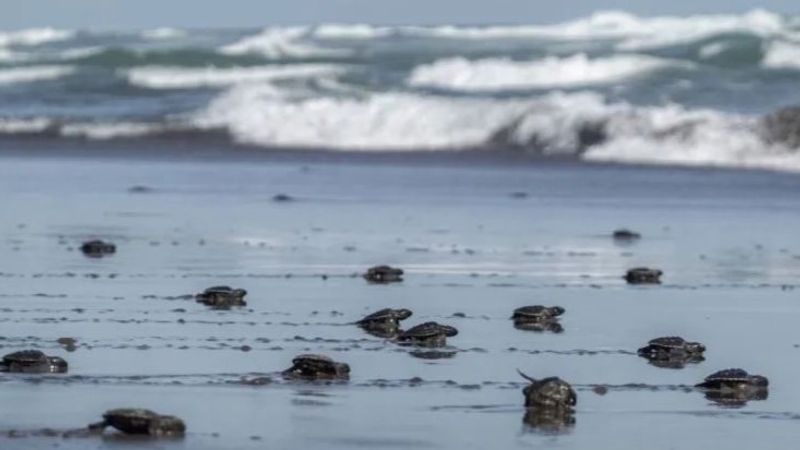 Sejumlah tukik atau anak penyu lekang (Lepidochelys olivacea)