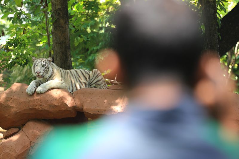 antarafoto-koleksi-satwa-baru-harimau-benggala-putih-di-kbs-1729934656