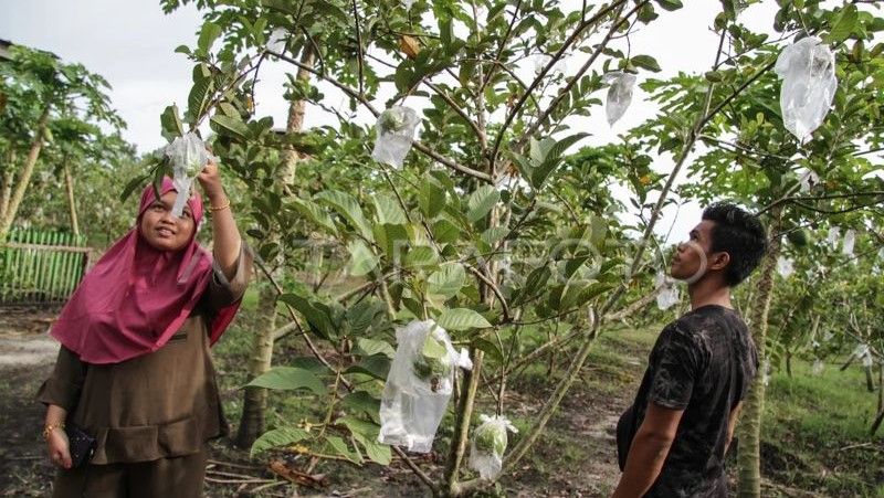 Pengunjung memetik buah jambu yang ditanam di lahan gambut