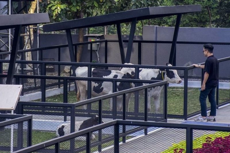 Warga melihat sapi di Taman Agrowisata Edukasi Ternak Sapi Perah Cikole di Lembang