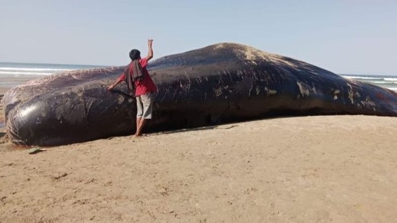 Seekor paus terdampar di pesisir pantai Kabupaten Sumba Timur