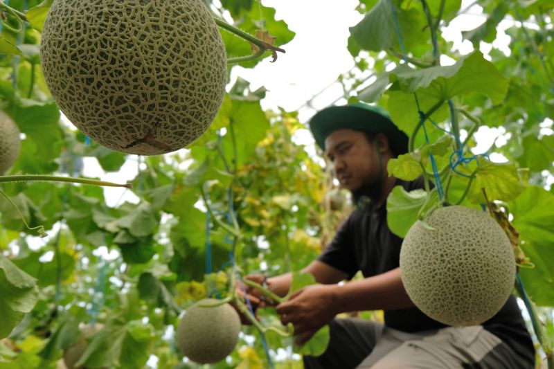 antarafoto-kementan-dorong-pertumbuhan-petani-milenial-1731761860