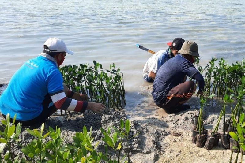 Penanaman bibit pohon mangrove oleh Pusat Budidaya dan Konservasi Laut (PBKL) Jakarta