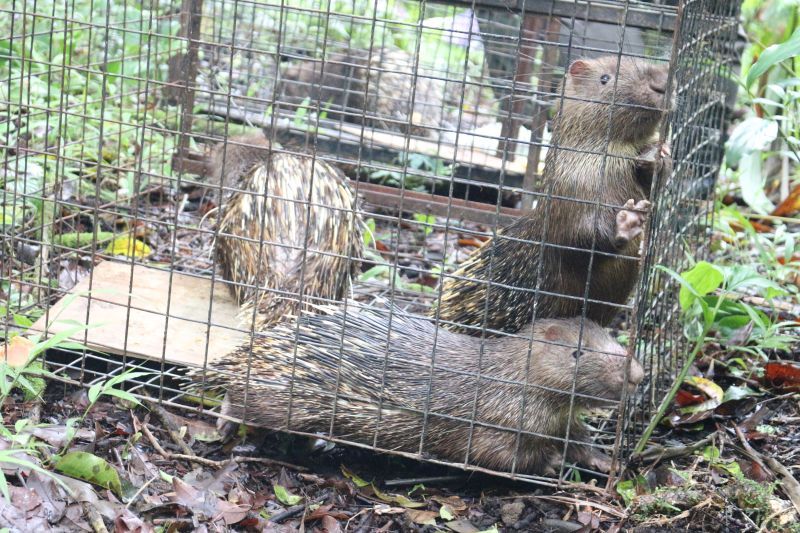 BKSDA Bali melepasliarkan empat landak Jawa (Hystrix javanica)