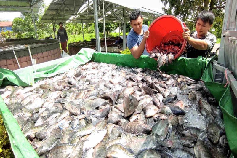 KKP menyalurkan bantuan 84,8 juta benih dan calon induk
