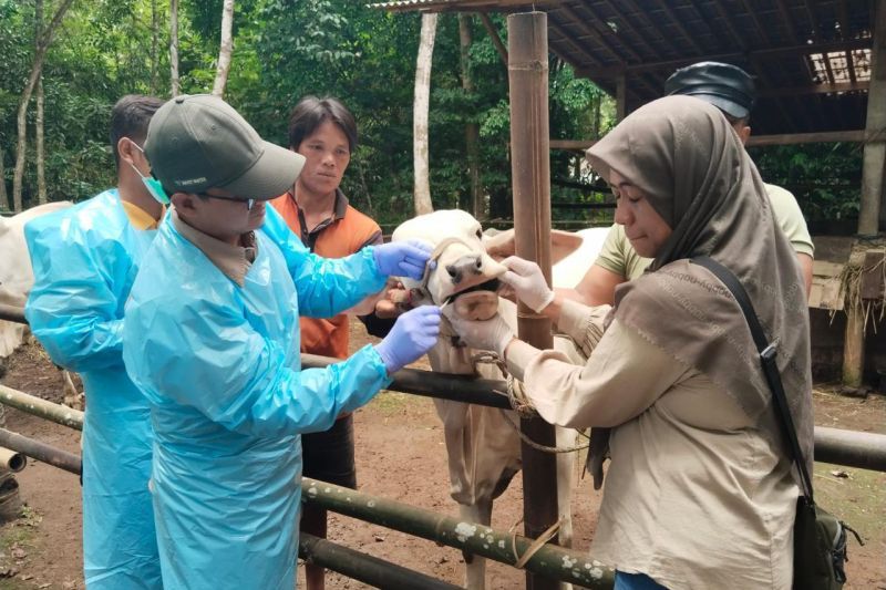 vaksinasi pada sapi guna mencegah penyakit mulut dan kuku (PMK)