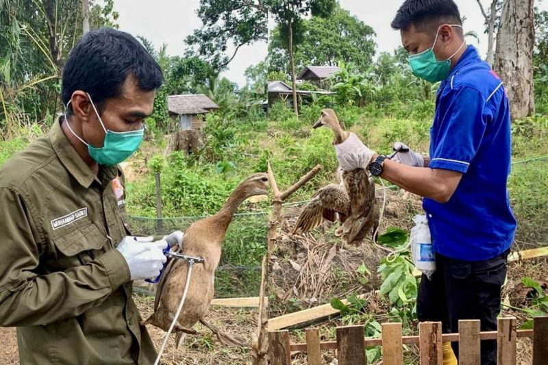 Petugas Dinas Pertanian HST saat melakukan vaksinasi flu burung