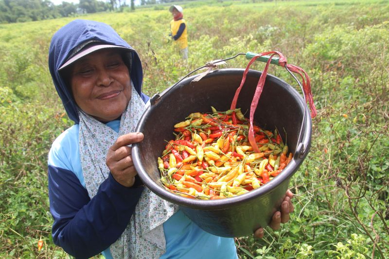 antarafoto-tanaman-cabai-terdampak-cuaca-ekstrem-1736769305