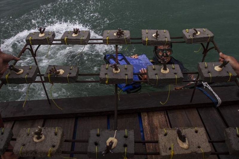 Pegiat konservasi membawa bibit terumbu karang acropora untuk ditanam di kawasan Pantai Carita