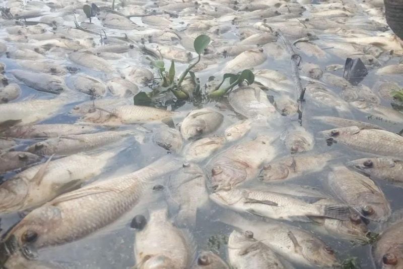 Bangkai ikan mati mengapung di Danau Maninjau Kabupaten Agam