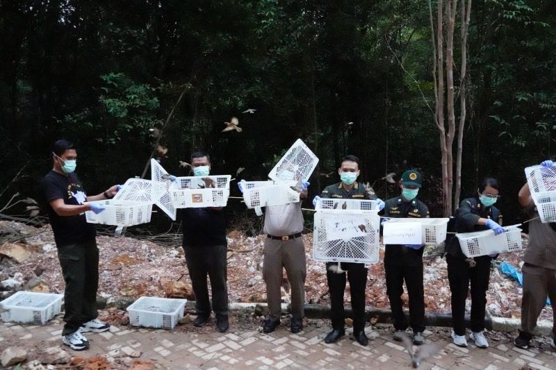 Karantina Kepulauan Riau (Kepri) melepasliarkan sebanyak 1.200 ekor burung pipit