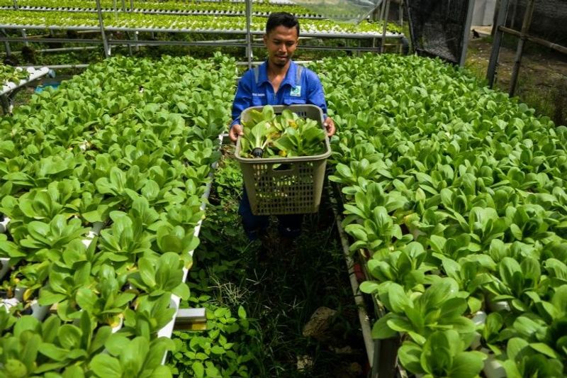 Pekerja membawa pakcoy yang telah dipanen di Riyan Farm
