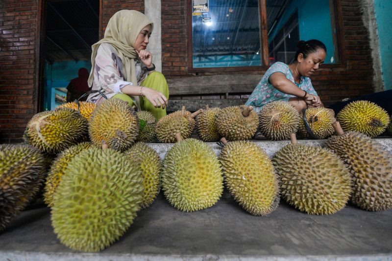 antarafoto-panen-durian-lokal-di-lereng-gunung-merapi-1738418274