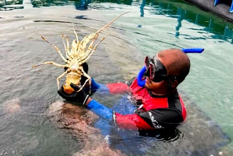 petugas memperlihatkan seekor lobster budi daya yang berada di Modeling Budi Daya Lobster