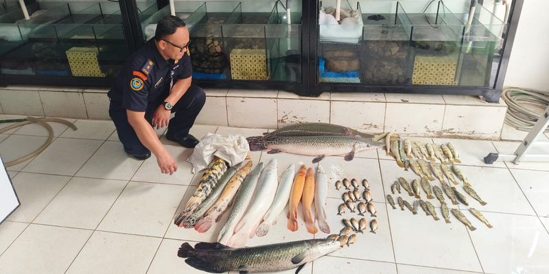 Kementerian Kelautan dan Perikanan (KKP) memusnahkan sebanyak 63 ekor ikan predator
