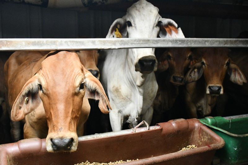 Sapi asal Australia tiba di Indonesia melalui Pelabuhan Tanjung Priok