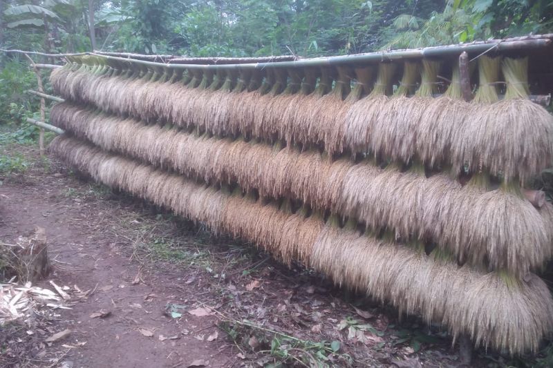 Padi huma masyarakat Badui hasil panen bulan Maret 2025