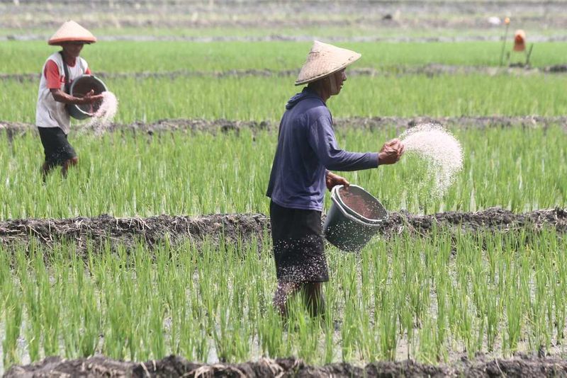 antarafoto-alokasi-pupuk-subsidi-jatim-1743919907-1