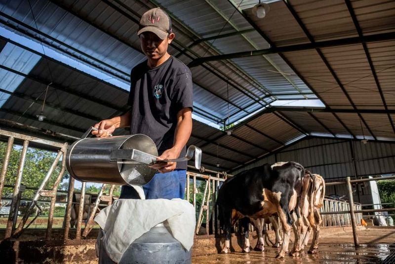 antarafoto-produksi-susu-sapi-untuk-kebutuhan-program-mbg-1744890504-1