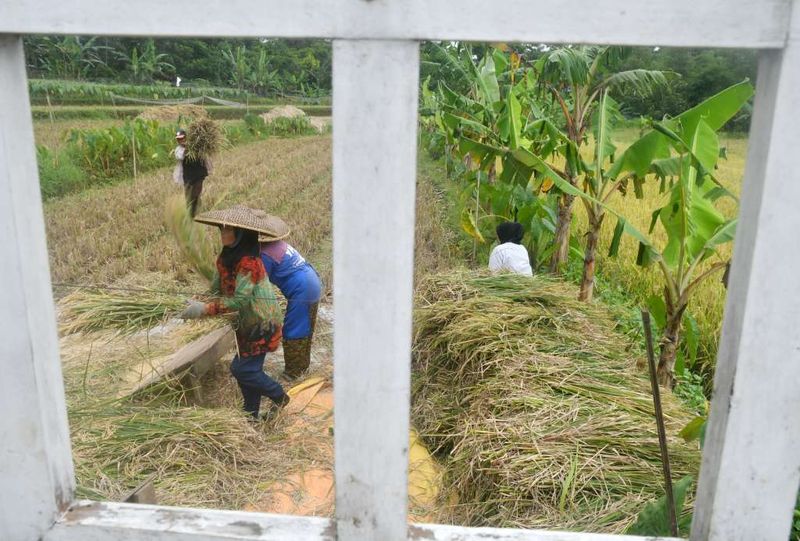 antarafoto-panen-raya-padi-organik-di-kota-bogor-1745235733-1