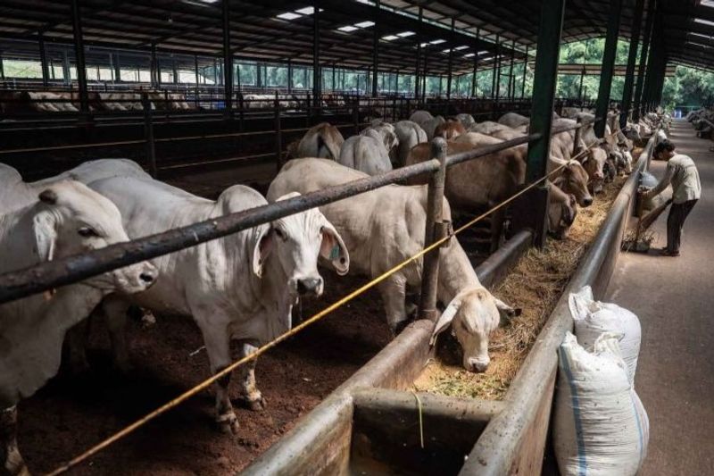 Pekerja membersihkan kandang sapi impor dari Australia