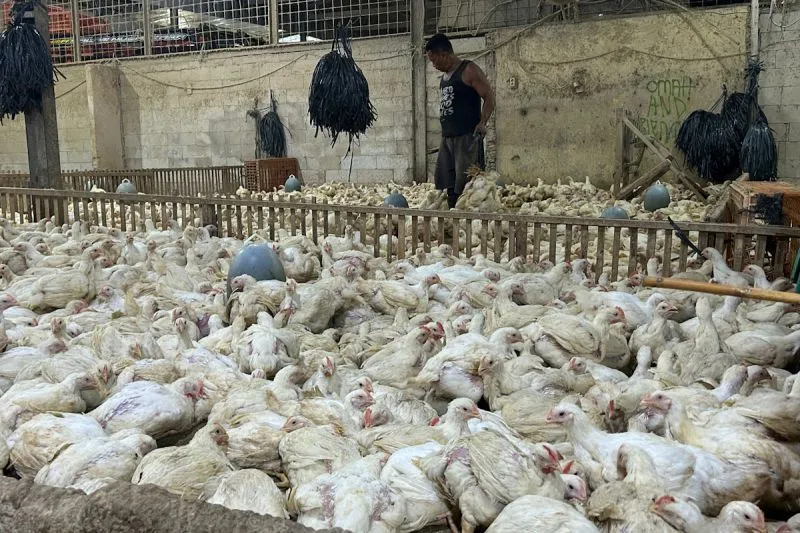 Pangkalan ayam dan Rumah Potong Hewan Unggas (RPHU) di Pulo Gadung