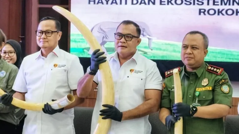Direktur Tindak Pidana Tertentu (Dirtipidter) Bareskrim Polri Brigjen Pol. Nunung Syaifuddin Direktur Tindak Pidana Tertentu (Dirtipidter) Bareskrim Polri Brigjen Pol. Nunung Syaifuddin (tengah) menunjukkan barang bukti gading gajah dalam konferensi pers di Gedung Bareskrim Polri, Senin (26/5/2025). (ANTARA/Nadia Putri Rahmani)